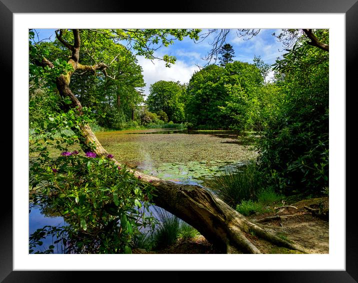 Lily Pond, Wales, UK Framed Mounted Print by Mark Llewellyn