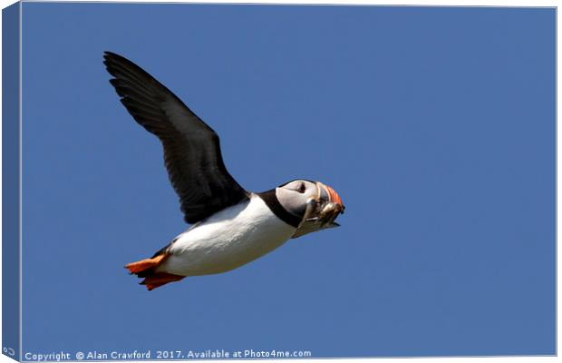 Puffin in Flight Canvas Print by Alan Crawford