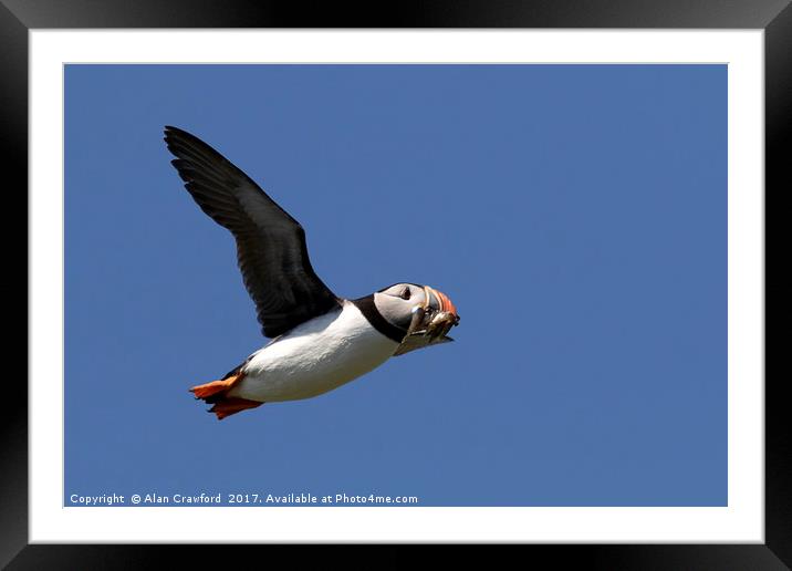 Puffin in Flight Framed Mounted Print by Alan Crawford