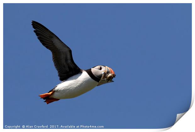 Puffin in Flight Print by Alan Crawford