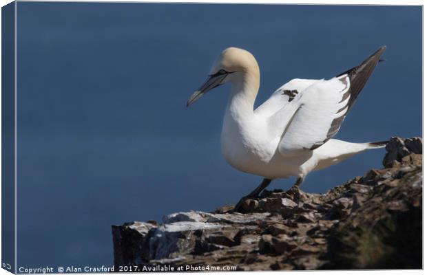 Gannet on the Cliffs at Troup Head, Scotland Canvas Print by Alan Crawford