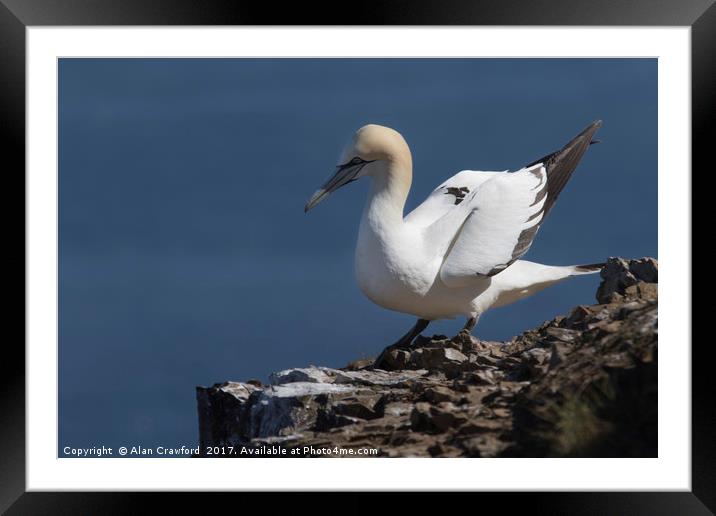 Gannet on the Cliffs at Troup Head, Scotland Framed Mounted Print by Alan Crawford