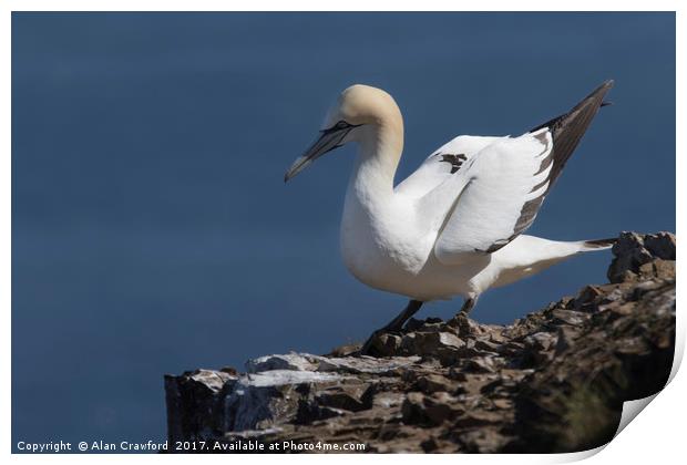 Gannet on the Cliffs at Troup Head, Scotland Print by Alan Crawford