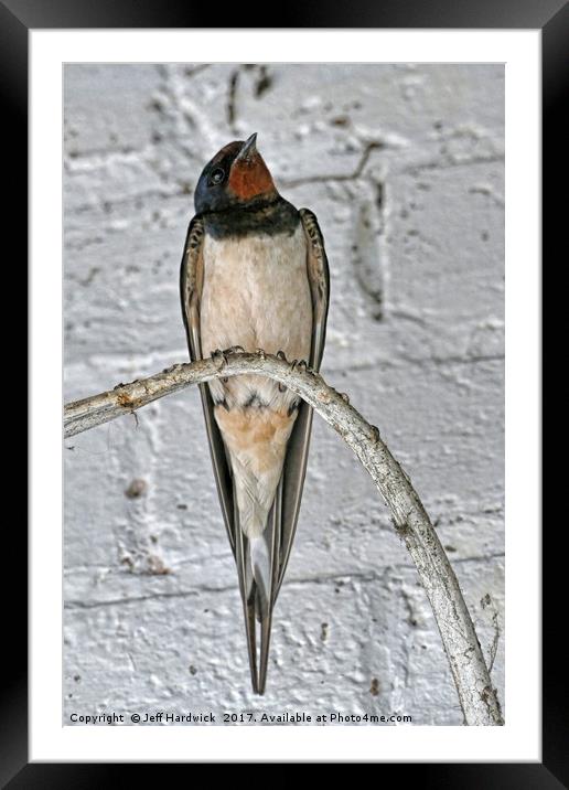 Swallow Framed Mounted Print by Jeff Hardwick