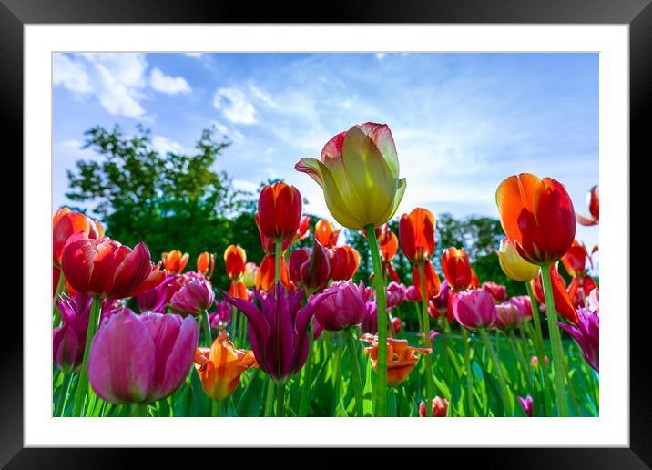 Beautiful tulips Framed Mounted Print by Michael Goyberg