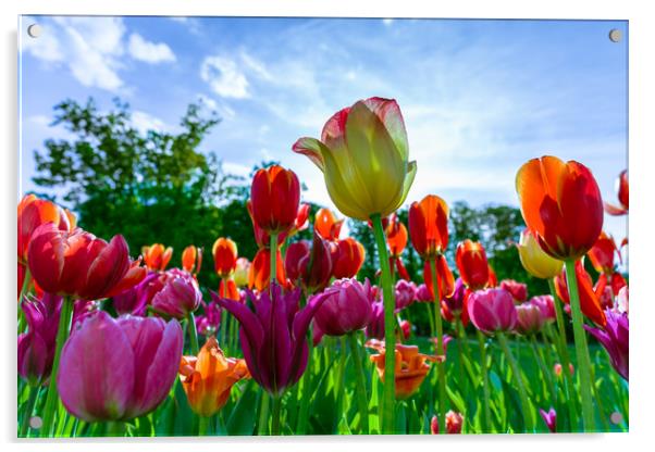 Beautiful tulips Acrylic by Michael Goyberg