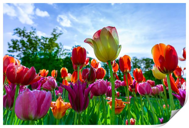 Beautiful tulips Print by Michael Goyberg