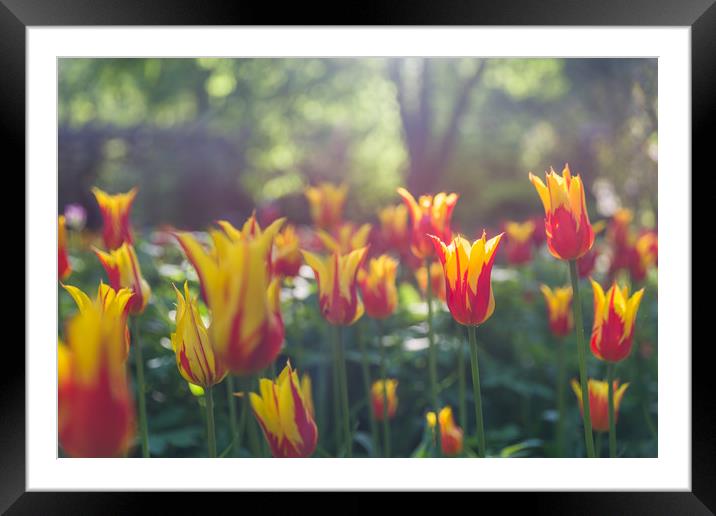 In flare light Framed Mounted Print by Michael Goyberg