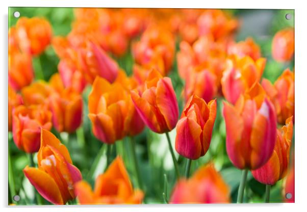Triumph orange tulip Acrylic by Michael Goyberg
