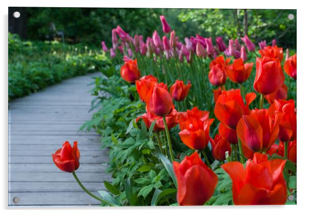 Scarlet tulips Acrylic by Michael Goyberg