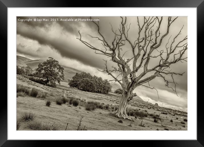 The Tree! Framed Mounted Print by The Tog
