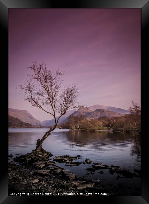 Llyn Padarn Framed Print by Sharon Smith