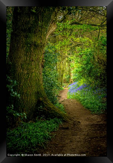 Bluebell Woods Framed Print by Sharon Smith