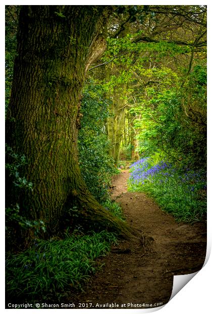 Bluebell Woods Print by Sharon Smith