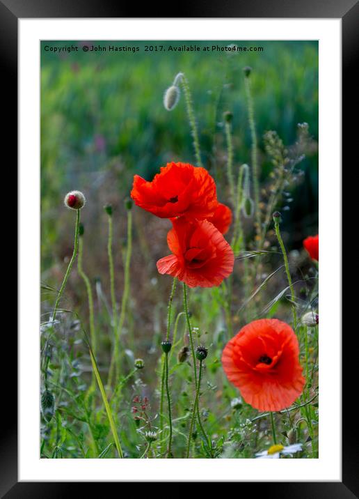 Poppies Framed Mounted Print by John Hastings