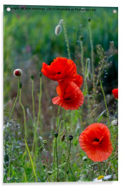 Poppies Acrylic by John Hastings