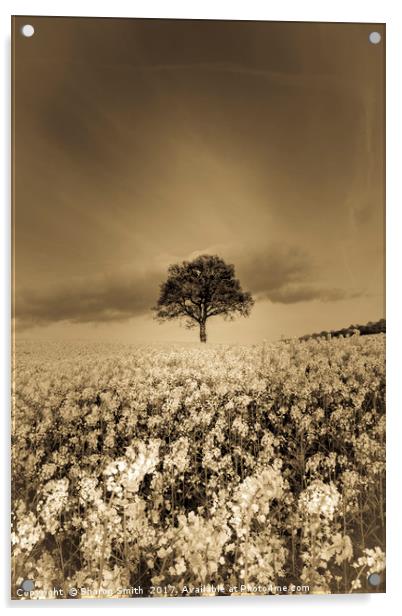 Lonely Tree Acrylic by Sharon Smith