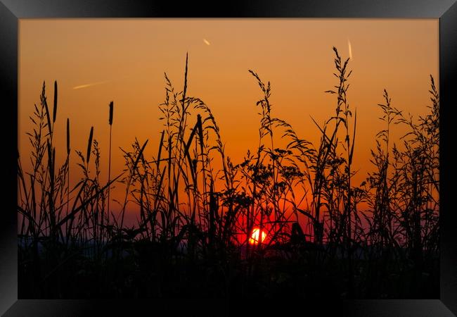Sunset field. Framed Print by Sergey Fedoskin