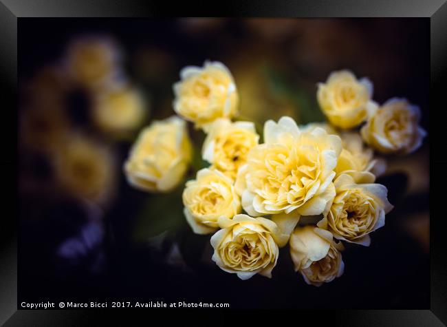 Close up of some small roses Framed Print by Marco Bicci
