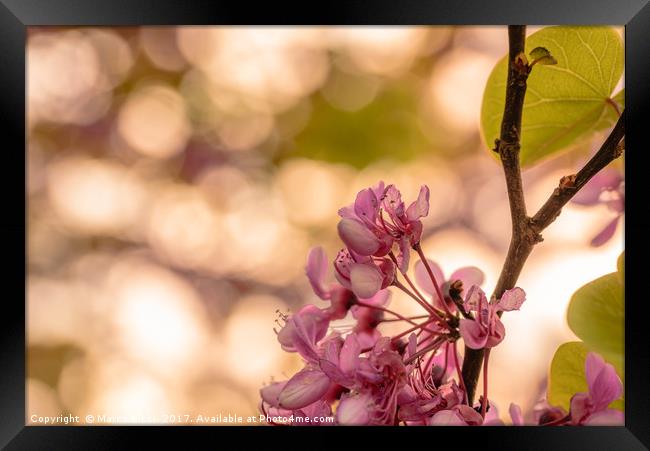 Purple flower on a tree  Framed Print by Marco Bicci