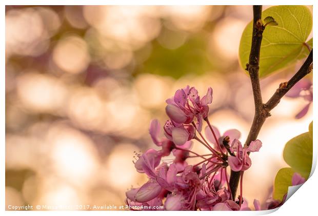 Purple flower on a tree  Print by Marco Bicci