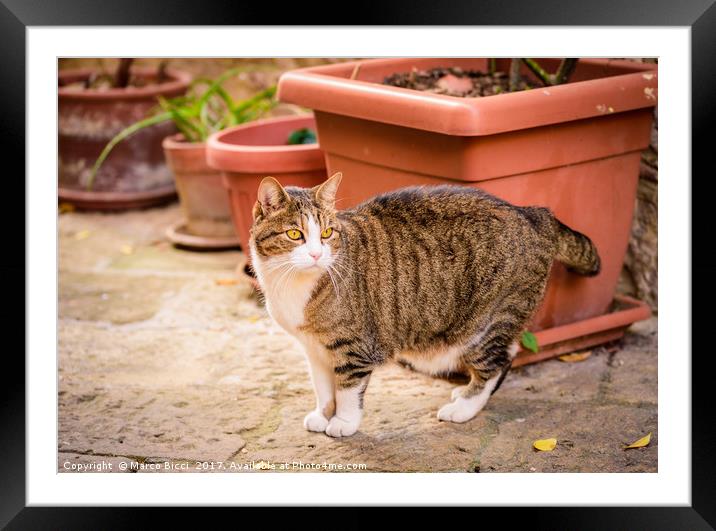 A cat in a street of Colle Val d'Elsa Framed Mounted Print by Marco Bicci