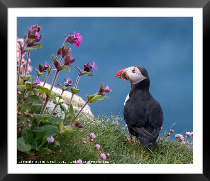 Highland Puffin Framed Mounted Print by John Russell