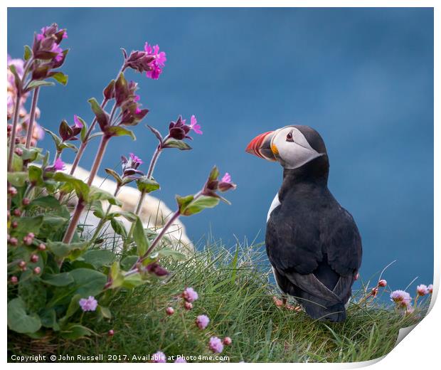 Highland Puffin Print by John Russell
