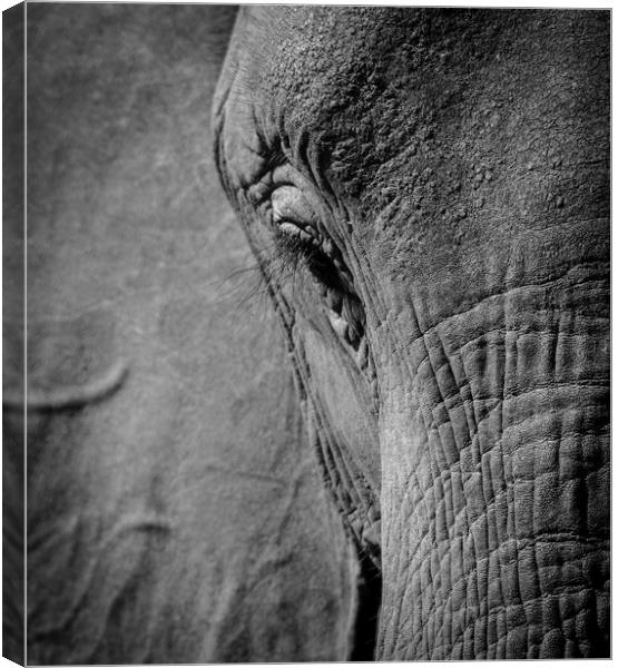 African Elephant Canvas Print by Janette Hill