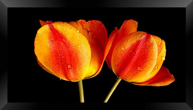 tulips in contrast Framed Print by dale rys (LP)