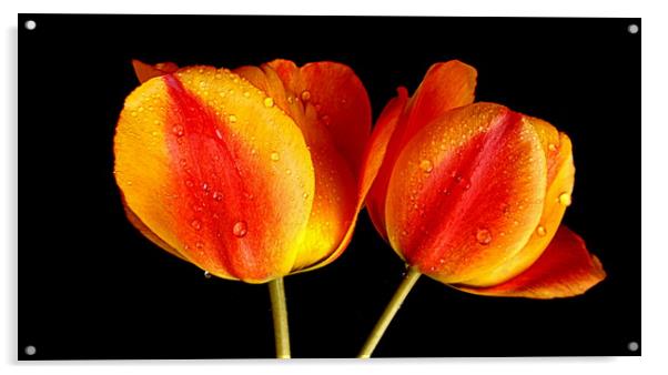 tulips in contrast Acrylic by dale rys (LP)