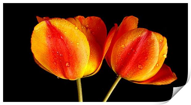 tulips in contrast Print by dale rys (LP)