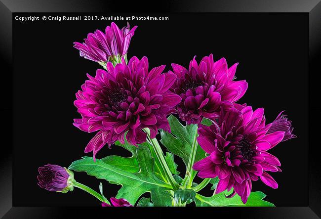 Purple Chrysanthemums Illustration Framed Print by Craig Russell