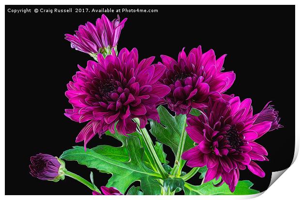 Purple Chrysanthemums Illustration Print by Craig Russell