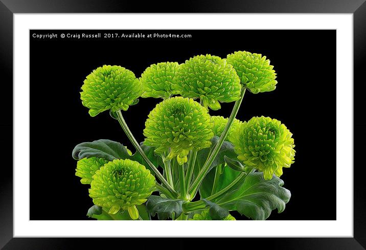 Bunch of Green Button Chrysanthemums Framed Mounted Print by Craig Russell
