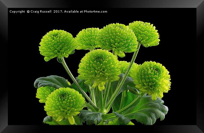 Bunch of Green Button Chrysanthemums Framed Print by Craig Russell