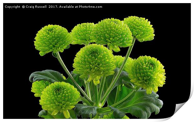 Bunch of Green Button Chrysanthemums Print by Craig Russell