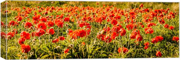 Poppies dancing in a field Canvas Print by Naylor's Photography
