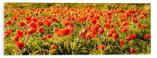 Poppies dancing in a field Acrylic by Naylor's Photography