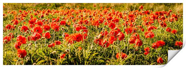 Poppies dancing in a field Print by Naylor's Photography