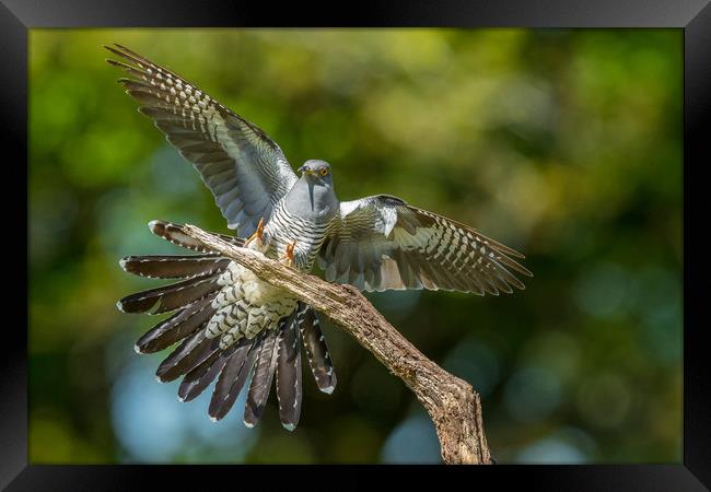 Coming in hot Framed Print by Philip Male