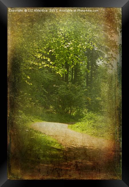 Woodland Path at Haddo Framed Print by LIZ Alderdice