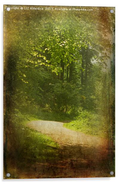 Woodland Path at Haddo Acrylic by LIZ Alderdice