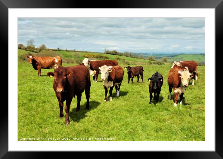 Steers on the Landscape Framed Mounted Print by Philip Gough