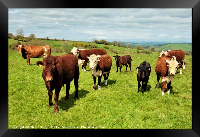 Steers on the Landscape Framed Print by Philip Gough