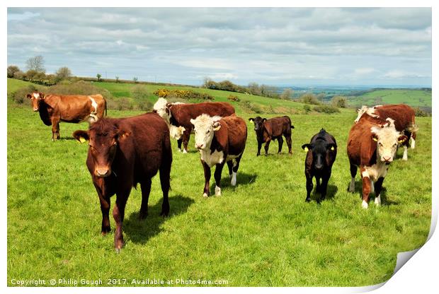 Steers on the Landscape Print by Philip Gough