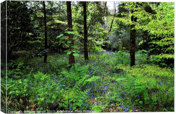 Bluebells in the wood. Canvas Print by Philip Gough