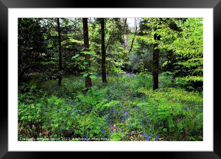 Bluebells in the wood. Framed Mounted Print by Philip Gough