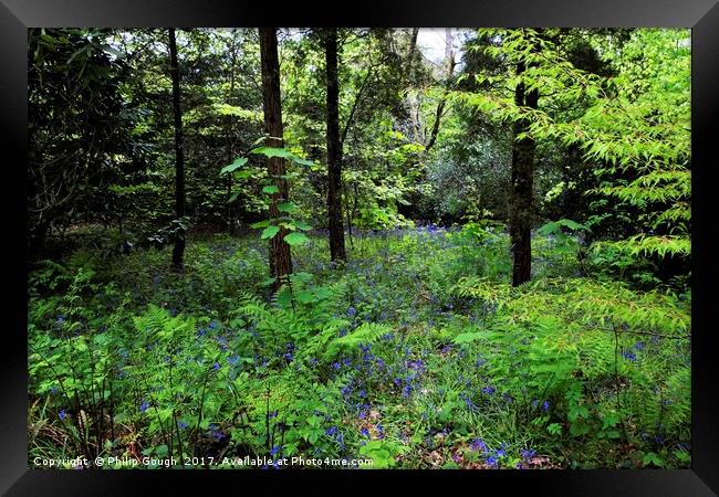 Bluebells in the wood. Framed Print by Philip Gough