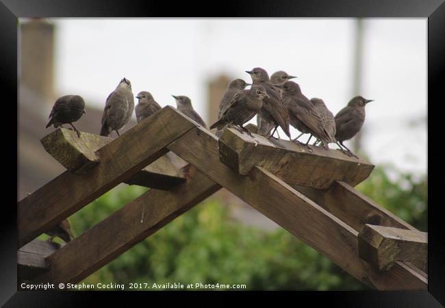 Starlings on Archway Framed Print by Stephen Cocking